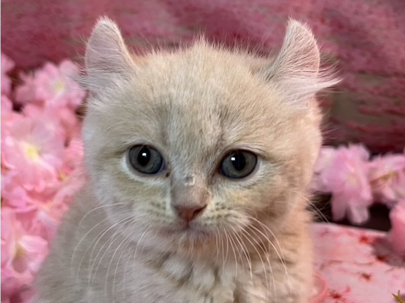 新潟県のキンカロー (ワンラブフレスポ赤道店(FC)/2026年2月20日生まれ/女の子/クリームタビー)の子猫