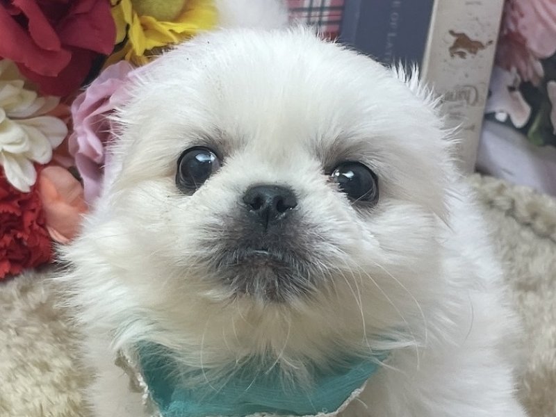 滋賀県のペキニーズ (ワンラブコ メ リパワー ペットアミ水口店(FC)/2026年2月27日生まれ/男の子/ホワイト)の子犬の1枚目の画像