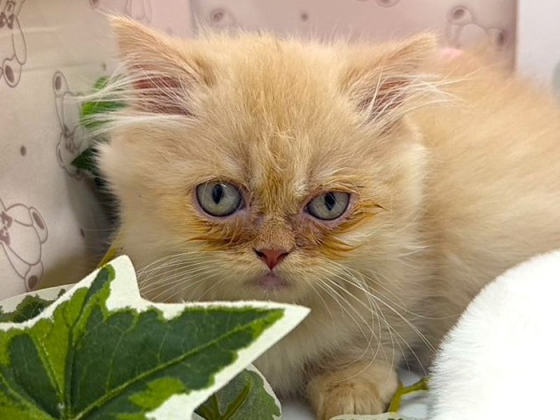 静岡県のミヌエット (ワンラブカインズ掛川店(FC)/2026年2月11日生まれ/男の子/クリームタビーホワイト)の子猫の1枚目の画像