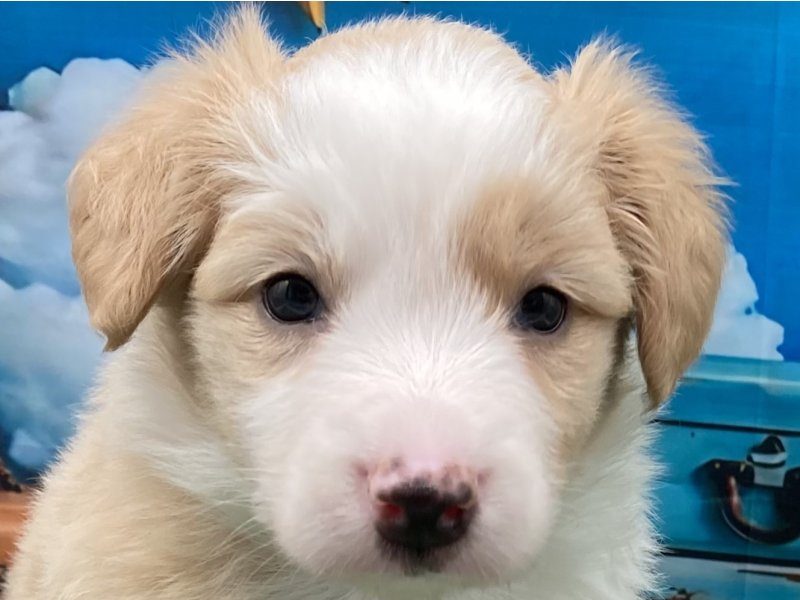 福岡県のボーダーコリー (ワンラブﾎｰﾑﾜｲﾄﾞ ﾍﾟｯﾄ＆ｸﾞﾘｰﾝ和白店(FC)/2026年2月24日生まれ/女の子/レッドホワイト)の子犬