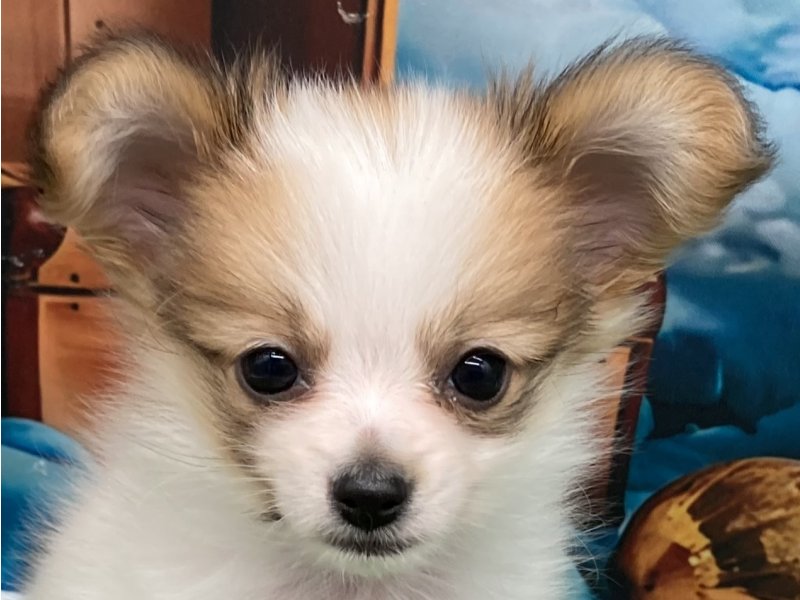 福岡県のパピヨン (ワンラブﾎｰﾑﾜｲﾄﾞ ﾍﾟｯﾄ＆ｸﾞﾘｰﾝ和白店(FC)/2026年2月18日生まれ/女の子/ホワイトレッド)の子犬