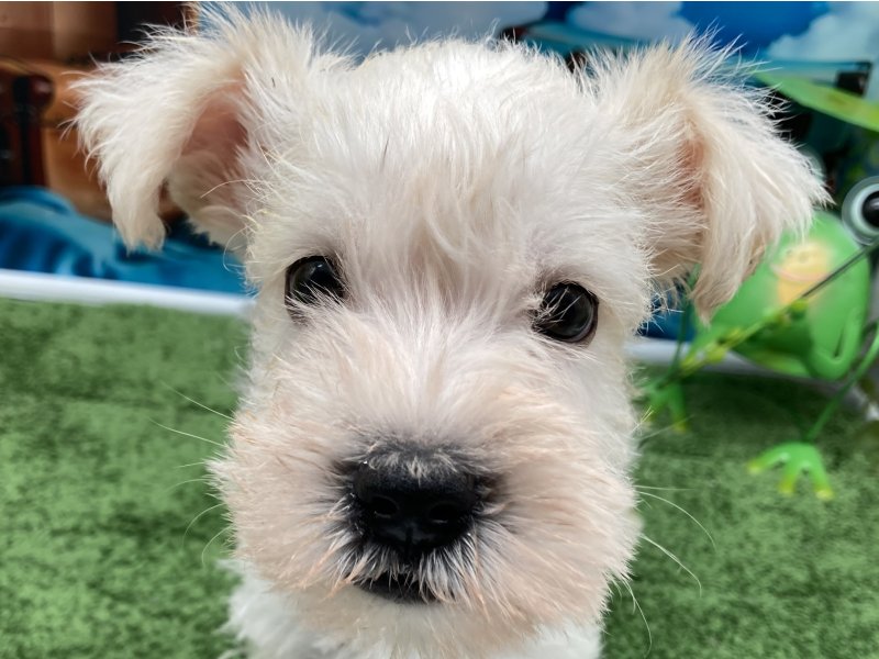 福岡県のミニチュアシュナウザー (ワンラブﾎｰﾑﾜｲﾄﾞ ﾍﾟｯﾄ＆ｸﾞﾘｰﾝ和白店(FC)/2026年2月12日生まれ/男の子/ホワイト)の子犬