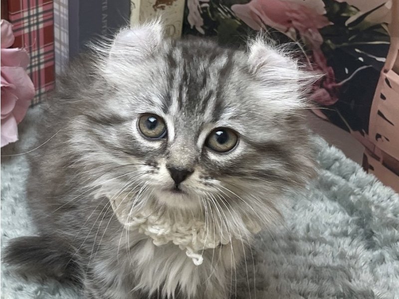岐阜県のアメリカンカール (ワンラブホームセンターバロー北方店(FC)/2026年2月26日生まれ/女の子/ブルーシルバータビー)の子猫の1枚目の画像