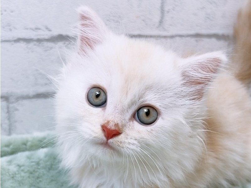 愛知県のミヌエット (ワンラブカインズ豊田四郷店(FC)/2026年2月23日生まれ/男の子/クリームタビーホワイト)の子猫の1枚目の画像