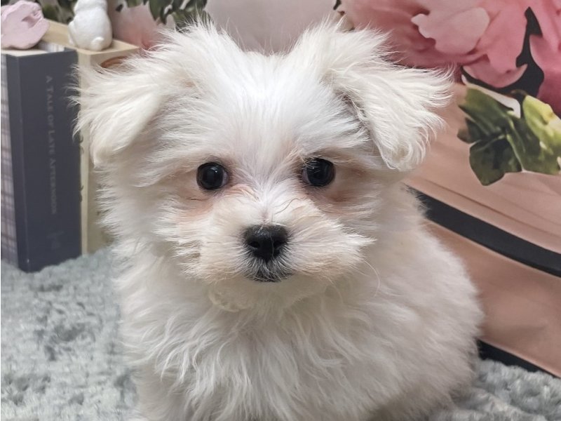 岐阜県のマルチーズ (ワンラブホームセンターバロー北方店(FC)/2026年2月28日生まれ/男の子/ホワイト)の子犬の1枚目の画像