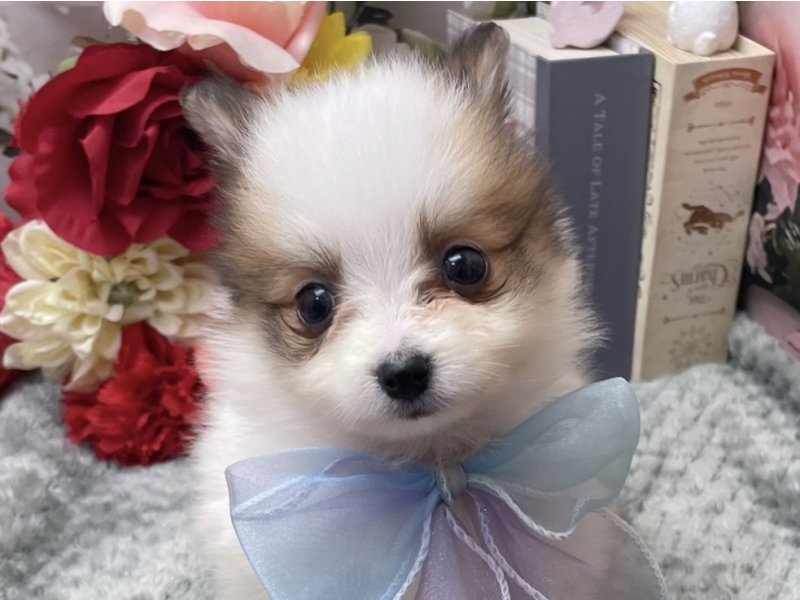 岐阜県のポメヨン/パピポメ/ポメパピ(ポメラニアン×パピヨン) (ワンラブホームセンターバロー北方店(FC)/2026年2月24日生まれ/男の子/ホワイトブラウン)の子犬の1枚目の画像
