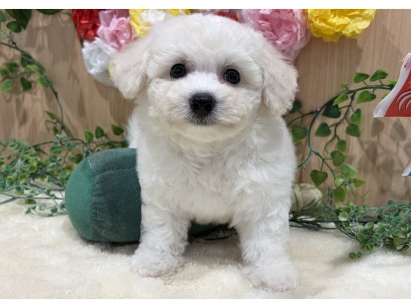 福島県のビションフリーゼ (ワンラブカインズ会津若松店(FC)/2026年2月15日生まれ/男の子/ホワイト)の子犬の1枚目の画像