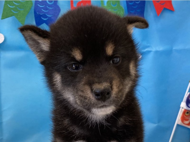 福岡県の柴犬(標準サイズ) (ワンラブペットワイド若松店(FC)/2026年3月2日生まれ/男の子/黒)の子犬の1枚目の画像