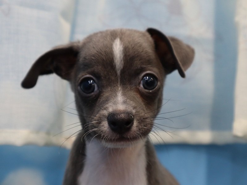 愛知県のハーフ犬・ミックス犬 (ワンラブドン・キホーテ緑店(FC)/2026年3月2日生まれ/男の子/ブルーホワイト)の子犬の1枚目の画像