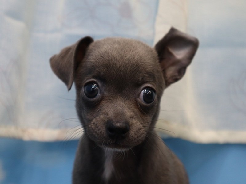 三重県のハーフ犬・ミックス犬 (ワンラブバローミタス伊勢店(FC)/2026年3月2日生まれ/女の子/ブルーホワイト)の子犬の1枚目の画像