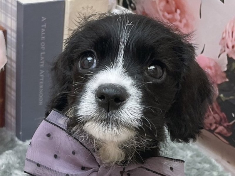 大阪府のハーフ犬・ミックス犬 (ワンラブカインズ太子店(FC)/2026年3月14日生まれ/女の子/ブラックホワイト)の子犬