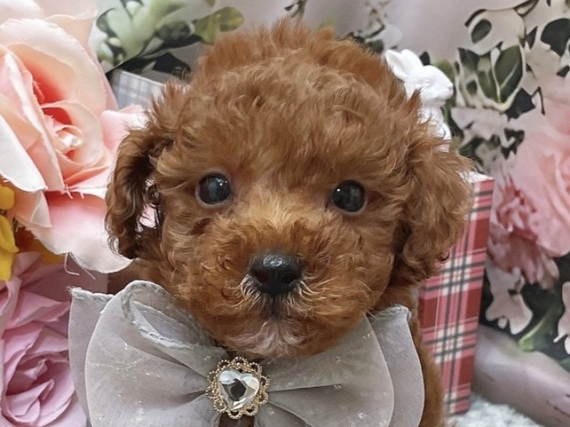 滋賀県のトイプードル(トイ) (ワンラブコ メ リパワー ペットアミ水口店(FC)/2026年3月14日生まれ/男の子/レッド)の子犬