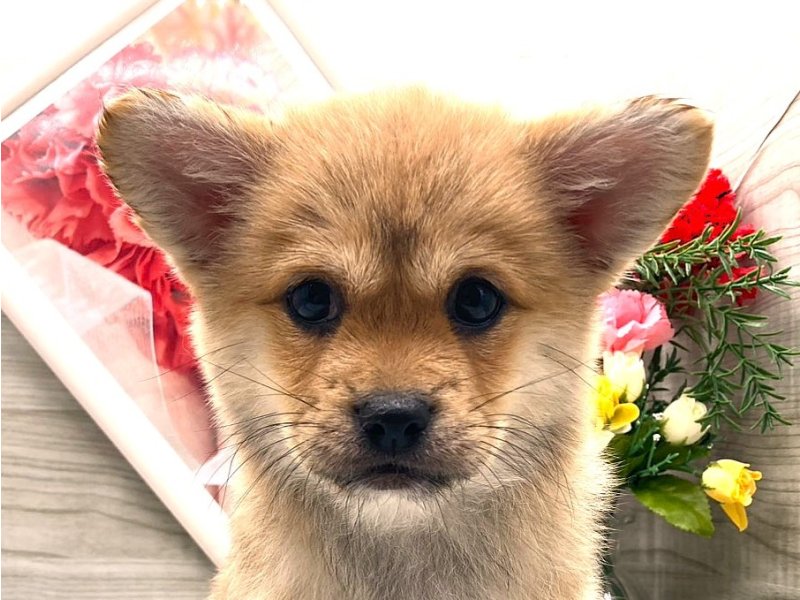 京都府のハーフ犬・ミックス犬 (ワンラブカインズ木津川店(FC)/2026年3月8日生まれ/女の子/赤)の子犬