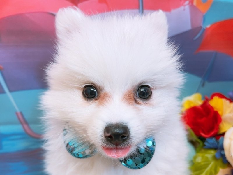 新潟県のハーフ犬・ミックス犬 (ワンラブフレスポ赤道店(FC)/2026年4月4日生まれ/男の子/ホワイト)の子犬