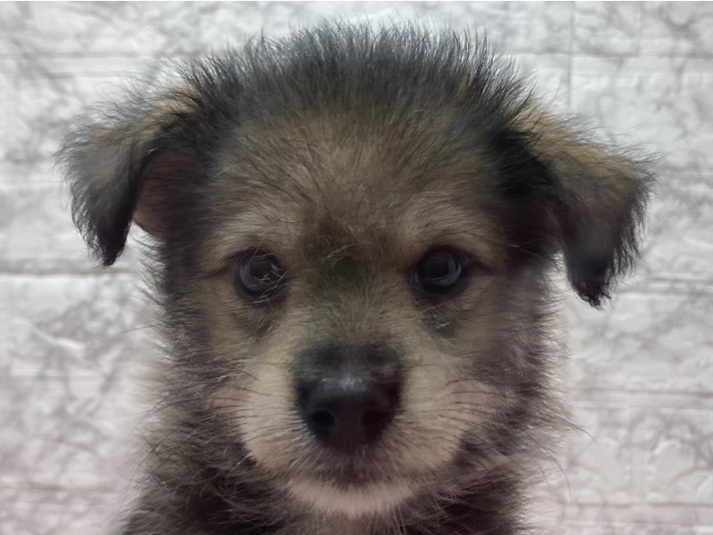 宮崎県のｼﾊﾞﾋﾞｼｮﾝ【柴犬×ﾋﾞｼｮﾝﾌﾘｰｾﾞ】 (ワンラブホームワイドプラス都城店(FC)/2026年4月20日生まれ/男の子/ブラック)の子犬の1枚目の画像