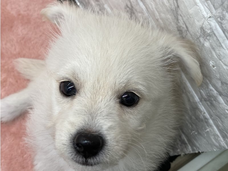 宮崎県のｼﾊﾞﾋﾞｼｮﾝ【柴犬×ﾋﾞｼｮﾝﾌﾘｰｾﾞ】 (ワンラブホームワイドプラス都城店(FC)/2026年4月20日生まれ/男の子/クリーム)の子犬の1枚目の画像