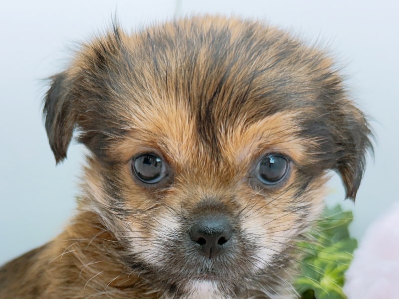 愛知県のハーフ犬・ミックス犬 (ワンラブペッツビレッジ アピタ木曽川店(FC)/2026年4月26日生まれ/女の子/レッド)の子犬の1枚目の画像