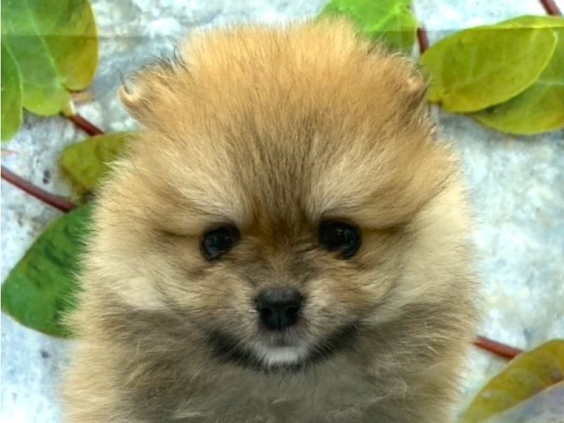 埼玉県のポメラニアン (ワンラブカインズ北本店(FC)/2026年5月2日生まれ/男の子/オレンジ)の子犬