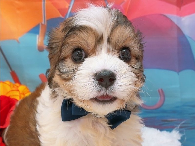 新潟県のハーフ犬・ミックス犬 (ワンラブフレスポ赤道店(FC)/2026年5月23日生まれ/男の子/ブラウンホワイト)の子犬の1枚目の画像