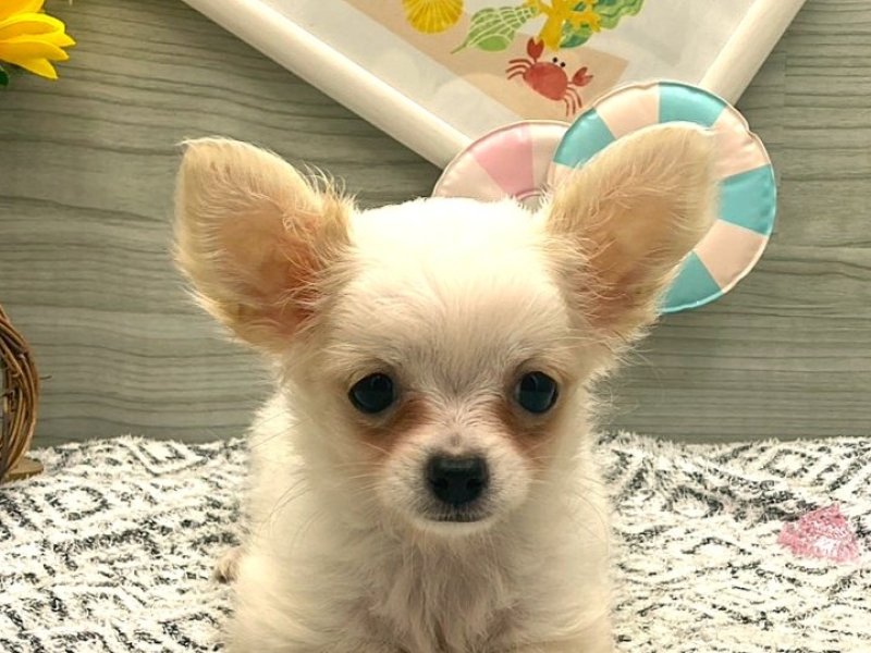 京都府のチワワ(ロング) (ワンラブカインズ木津川店(FC)/2026年5月22日生まれ/女の子/クリームホワイト)の子犬の1枚目の画像