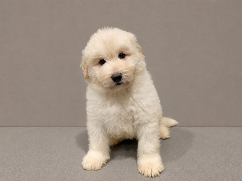 大阪府のハーフ犬・ミックス犬 (ワンラブおっきなもふもふ大阪総本店(FC)/2026年6月9日生まれ/男の子/クリーム)の子犬の1枚目の画像