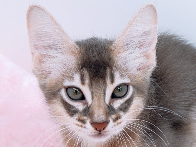 愛知県のソマリ (ワンラブカインズ小牧店(FC)/2026年6月10日生まれ/男の子/ブルー)の子猫の1枚目の画像