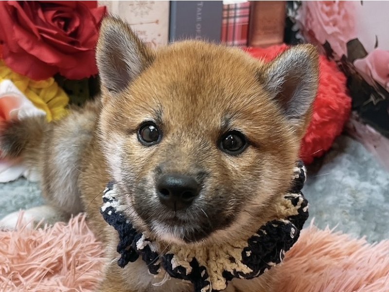 写真