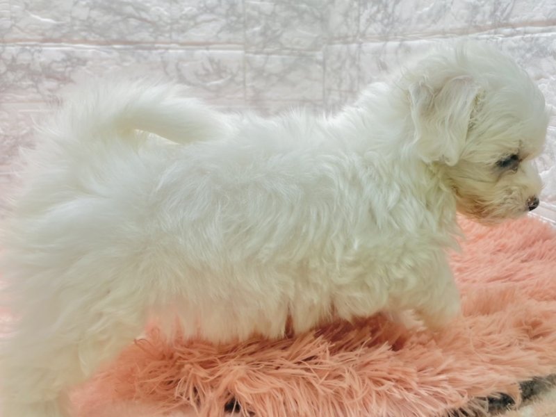 宮崎県のビションフリーゼ (ワンラブホームワイドプラス都城店(FC)/2025年9月7日生まれ/女の子/ホワイト)の子犬の3枚目の画像