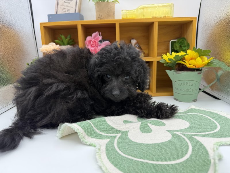 静岡県のマルプー(マルチーズ×プードル) (ワンラブカインズ清水店(FC)/2025年8月10日生まれ/男の子/ブラック)の子犬の3枚目の画像