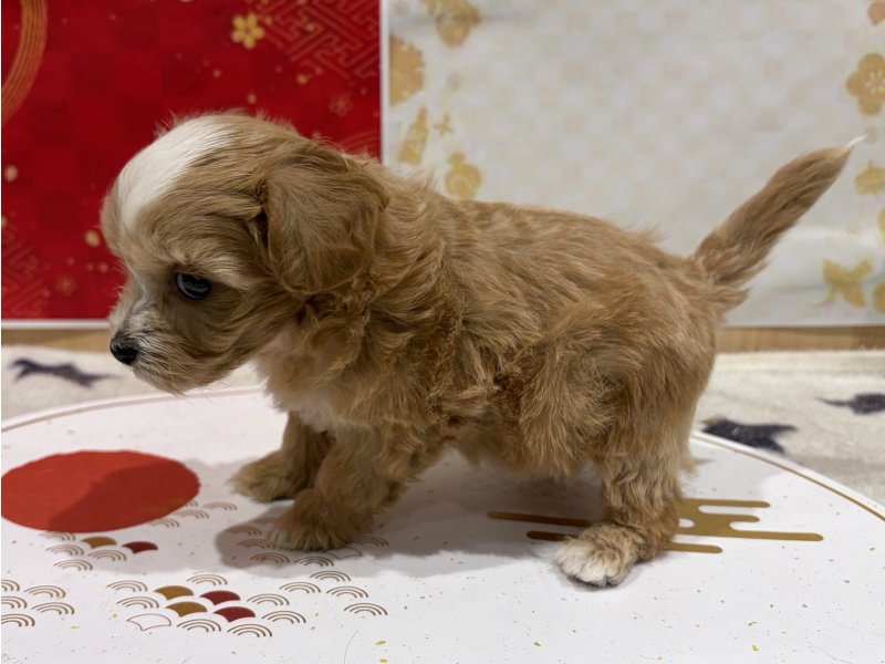 福島県のマルプー(マルチーズ×プードル) (ワンラブカインズ会津若松店(FC)/2025年11月15日生まれ/男の子/アプリコット)の子犬の3枚目の画像