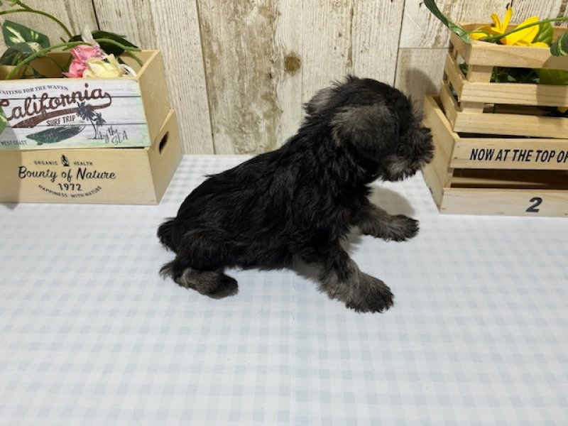 静岡県のミニチュアシュナウザー (ワンラブカインズ浜松市野店(FC)/2025年11月1日生まれ/男の子/ソルトペッパー)の子犬の3枚目の画像