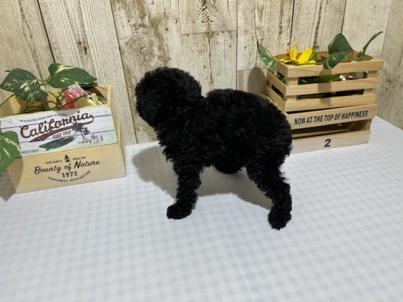 静岡県のトイプードル(トイ) (ワンラブカインズ浜松市野店(FC)/2025年12月12日生まれ/女の子/ブラック)の子犬の3枚目の画像