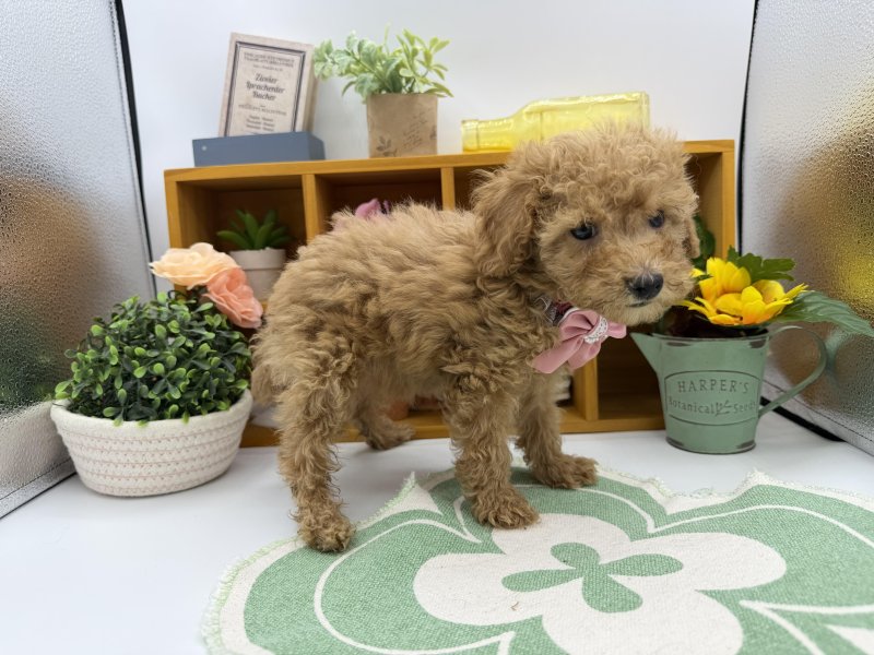 静岡県のトイプードル(トイ) (ワンラブカインズ清水店(FC)/2025年8月31日生まれ/女の子/レッド)の子犬の3枚目の画像