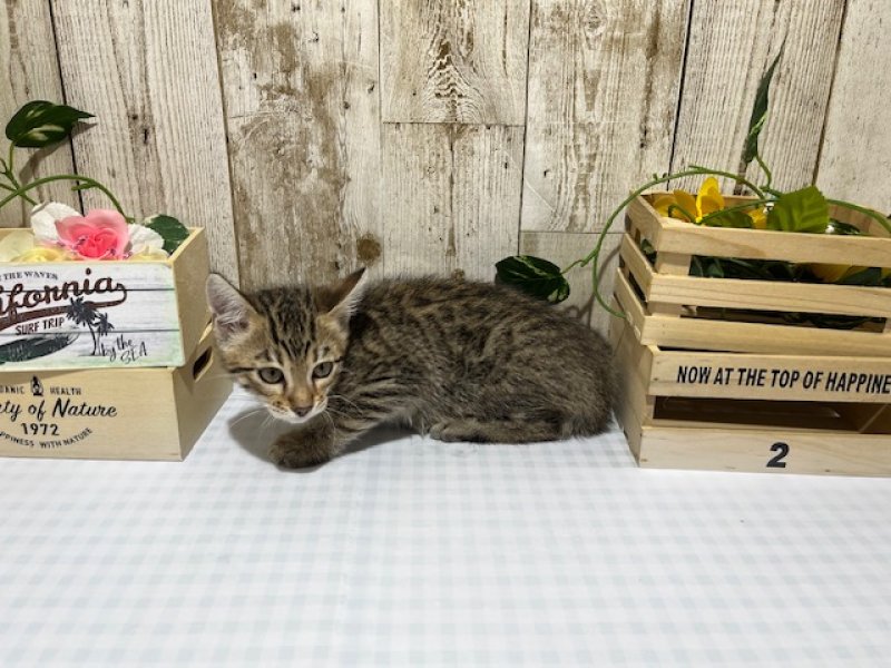 静岡県のベンガル (ワンラブカインズ浜松市野店(FC)/2025年4月30日生まれ/男の子/ブラウンスポットタビー)の子猫の3枚目の画像