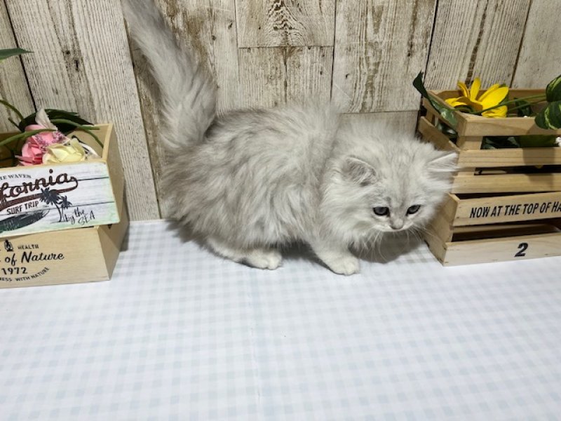 静岡県のペルシャ (ワンラブカインズ浜松市野店(FC)/2025年10月13日生まれ/女の子/チンチラシルバー)の子猫の3枚目の画像
