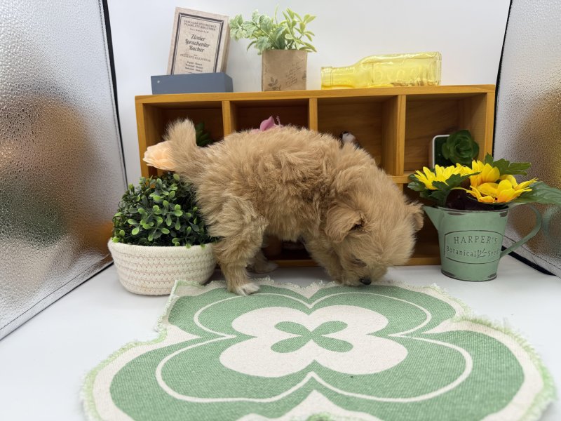 静岡県のポメプー(ポメラニアン×プードル) (ワンラブカインズ清水店(FC)/2025年9月9日生まれ/女の子/クリーム)の子犬の3枚目の画像