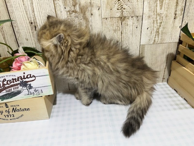 静岡県のペルシャ (ワンラブカインズ浜松市野店(FC)/2025年10月13日生まれ/女の子/チンチラゴールデン)の子猫の3枚目の画像