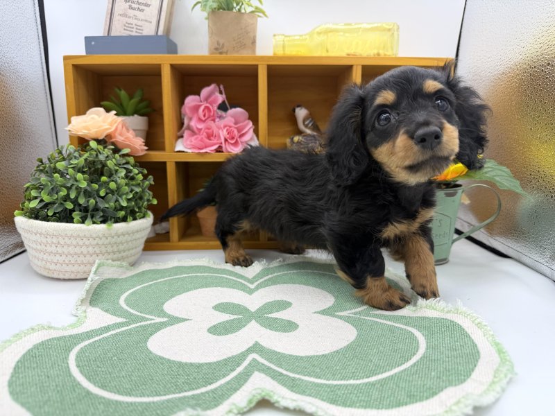 静岡県のミニチュアダックスフンド(ロング) (ワンラブカインズ清水店(FC)/2025年9月5日生まれ/女の子/ブラックタン)の子犬の3枚目の画像