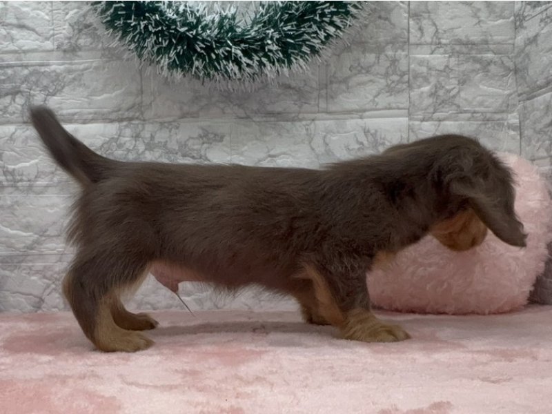 宮崎県のミニチュアダックスフンド(ロング) (ワンラブホームワイドプラス都城店(FC)/2025年10月10日生まれ/男の子/チョコレートタン)の子犬の3枚目の画像