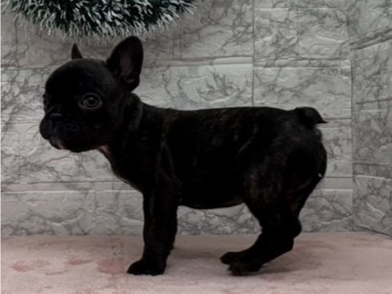 宮崎県のフレンチブルドッグ (ワンラブホームワイドプラス都城店(FC)/2025年9月26日生まれ/女の子/ブリンドルホワイト)の子犬の3枚目の画像