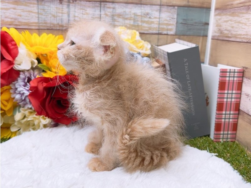 2024年2月26日生まれのハーフ猫の3枚目の写真