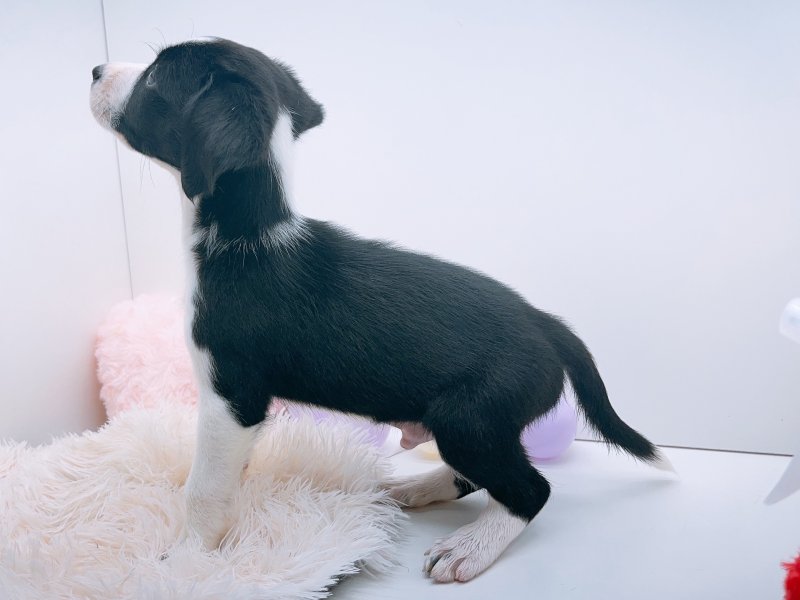 愛知県のハーフ犬・ミックス犬 (ワンラブペッツビレッジ アピタ木曽川店(FC)/2025年4月12日生まれ/男の子/ブラックホワイト)の子犬の3枚目の画像