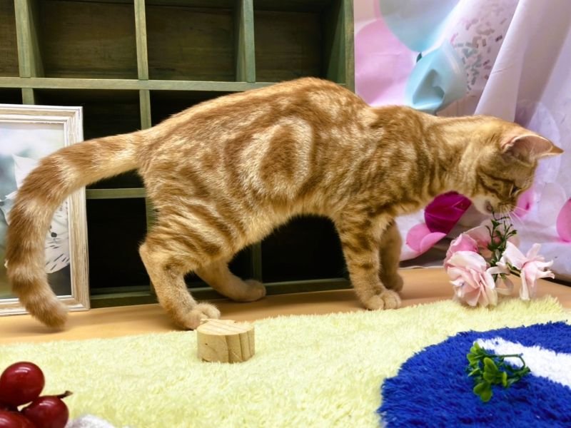 静岡県のアメリカンショートヘアー (ワンラブカインズ富士宮小泉店(FC)/2025年2月8日生まれ/女の子/レッドタビー)の子猫の3枚目の画像