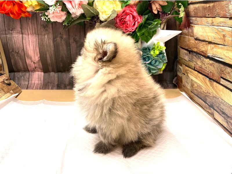 京都府のポメラニアン (ワンラブカインズ木津川店(FC)/2025年4月18日生まれ/男の子/オレンジ)の子犬の3枚目の画像