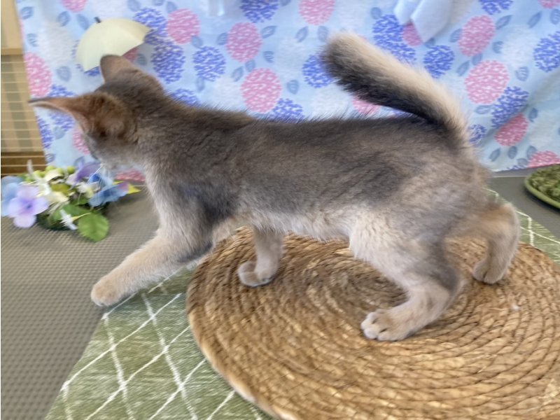 福岡県のソマリ (ワンラブペットワイド若松店(FC)/2025年4月7日生まれ/男の子/ブルー)の子猫の3枚目の画像