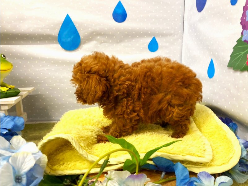 埼玉県のトイプードル(トイ) (ワンラブカインズ羽生店(FC)/2025年4月13日生まれ/女の子/レッド)の子犬の3枚目の画像
