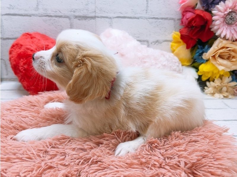 愛知県のハーフ犬・ミックス犬 (ワンラブカインズ豊田四郷店(FC)/2025年4月28日生まれ/女の子/フォーンホワイト)の子犬の3枚目の画像