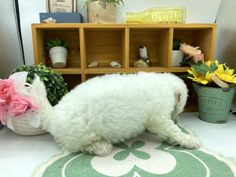 静岡県のビションフリーゼ (ワンラブカインズ清水店(FC)/2025年4月22日生まれ/女の子/ホワイト)の子犬の3枚目の画像