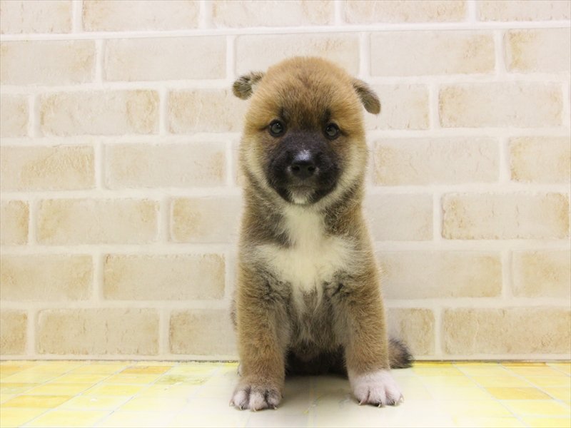 埼玉県の柴犬(標準サイズ) (ワンラブカインズ熊谷籠原店/2025年5月5日生まれ/男の子/赤)の子犬の3枚目の画像
