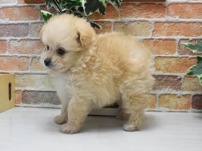 愛知県のポメプー(ポメラニアン×プードル) (ワンラブ名古屋守山インター総本店/2025年5月3日生まれ/男の子/クリーム)の子犬の3枚目の画像